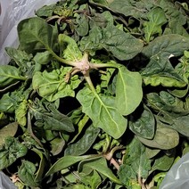 국내산 노지시금치 2kg 4kg 백산상회, 4kg1박스