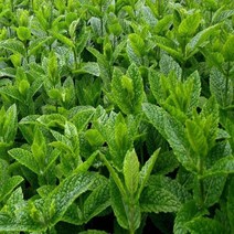 허브모종 페퍼민트(Peppermint) 3치포트 / 5개 BB20