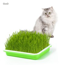 캣그라스 재배기 키트 고양이간식 보리 캣닢 글라스 고양이 수경재배, 기본형