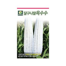 단맛 달구나 찰옥수수 씨앗 70립 전국 재배 옥수수, 단품