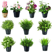 이케아 페이카 인조식물 인테리어 소품 조화 금사초 타임 솔레이롤리아 로즈메리 오레가노