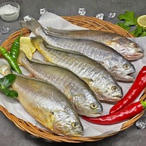 대왕 부세 조기 굴비 5미 특대 제사용 제수용 조기 구이 냉동, 5미 1kg 내외 (1미 26cm 내외)
