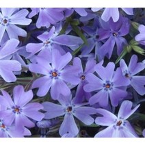 봄꽃/ 꽃잔디 (꽃고비과) 홍설 포트/ 무늬꽃잔디포트/ 에메랄드포트, 꽃잔디 (백색) 포트  / 40주