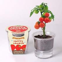 저면관수 식물키우기 - 탱글탱글 방울토마토