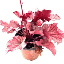 휴케라 야생화 실내인테리어 공기정화식물