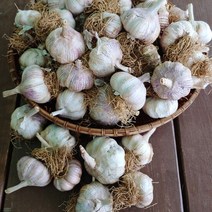 22년 서산 황토 통마늘 3kg/ 단단하고 향이 좋은 서산마늘, 단품