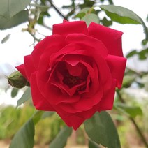 [새싹에서 나무까지] 줄장미 개화주 (포트묘) 빨간장미 넝쿨장미 덩쿨장미, (5개)