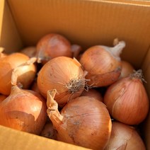 당일선별 실속형 가정용 양파, 10kg (SS~2L크기 혼합)