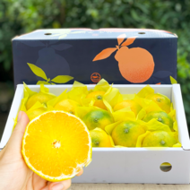 제주 황금향 산지직송 고당도 제철과일, 1개, 5kg, 황금향(선물용)중과