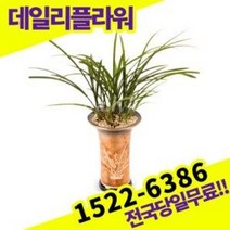 철골소심 동양난 란 개업 승진 인사이동 축하 고급난, 1개