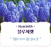 히아신스 구근_블루자켓