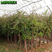 사과 대추나무 묘목 결실주 6년생 왕대추 대왕대추나무, 사과대추(다왕좌오) 6년생