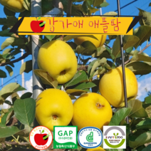 청정 강원 평창 고랭지 시나노골드 황금사과 5Kg, 특(12~13과)