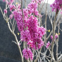 충주원예조경/박태기나무/80cm/개화주/5주, 주