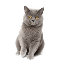 차량용 냉장고 미니 냉온장고 캠핑용 온장고 3Ratels CM29 사랑스러운 고양이 페르시아 Birman Bombay 영국, 09 CM29-9_01 15cm(5.9 inch)