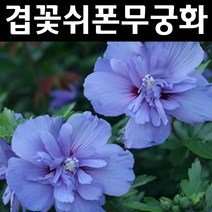 겹꽃무궁화/블루쉬폰 나무 묘목 2L포트 1개/정원/공원/조경수
