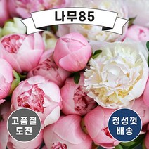 (나무85) 개량작약 5종, 3. 개량작약 가데니아 포트