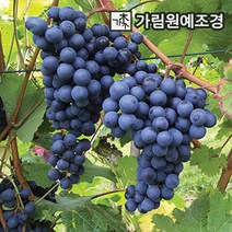 포도나무 유실수 가림원예조경, 캠벨 삽목1년(2개세트)