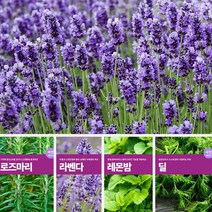 각종 꽃씨 허브씨 종자 야생화 관상화 코스모스 잔디 로즈마리 카모마일 바질, 루