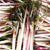 겨울 두릅 두릎 땅두릅 두릅1kg 1.5kg 2kg, 겨울두릅 500g, 1개