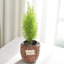 실내공기정화식물 율마 아레카야자 스킨답서스 산세베리아 테이블야자 유칼립투스 이레카야자 페페 스투키 몬스테라, 9.율마, 1개