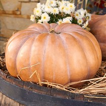 신선한 늙은 호박 3-7kg, 늙은호박 3kg이상