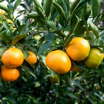 제주 감귤 밀감 귤 5kg 9kg 로얄과/대과, 로얄과 9kg