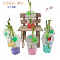 트리앤 개운죽 테이블야자 행운목 마리모 식물 키우기 개운죽 키우기, 3-8. 개운죽 색돌 오색 1개