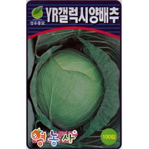 맛짱 샐러드 아삭이 양배추씨앗 100립, 1개