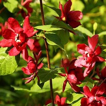 자주받침꽃/5년생분묘/묘목/c0367