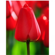 트리앤 향이좋은 튤립구근 Tulip 수선화 히야신스 백합 구근 야생화 튜울립구근 수선화 구근 튜울립 봄꽃, 01.튤립 (빨강) 1개