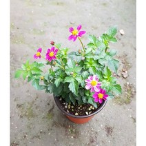 행복한꽃순이/비덴스(핑크또는자주)