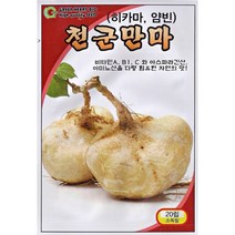 히카마 얌빈 멕시코감자 히까마 씨앗 씨 종자, 천군만마