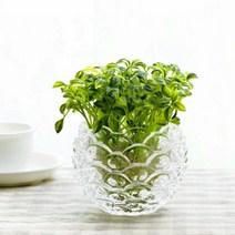 바세코 유럽식 클리어 크리스탈 꽃병 수경재배 꽃꽂이 화병 (1+1), 10x10CM 파도