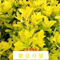 황금사철모종[온뜨락농원]