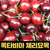 체리나무 묘목 과실수 1년생 특묘 접목 옥타비아, 1개