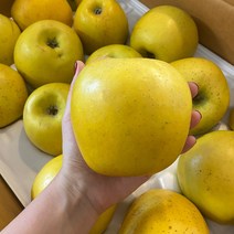 산지직송 시나노골드 황금사과 고당도 꿀사과 경북 청송 안동, 가정용 황금사과, 5kg 중소과 (19-21과)