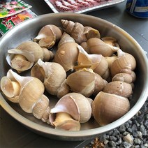 자연맛남 [산지직송]동해안 생물 백고동 1kg(대/10-20미), 1