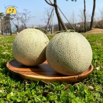 [쥬시맨] 산뜻! 피크닉 필수 꿀당도 나주 세론이 세지멜론 1.25kg 1.66kg 단위, 세지멜론 보통 (1과 1.25kg) 하얀 박스, 1개