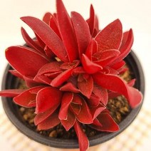 화제 다육이 붉은 가을꽃 다유기 다육식물1-30, 단품