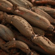 맛있는 국산 연근 생연근 흙연근 특품, 연근 1kg