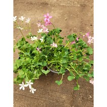 분재사랑초 핑크 흰색 2개묶음 75
