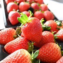 [베리카인드] 논산 새벽 딸기 설향 딸기 갓 수확한 딸기, 설향 딸기 700g