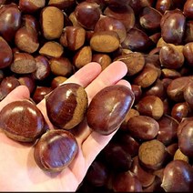 햇공주밤 1KG 칼집X 밤삶기 옥광밤 밤보관법 공주밤, 본상품선택