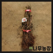 (나무농장) 포도나무 거봉 삽목1년 묘목