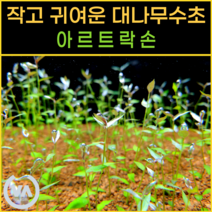 [비바소녀] 물 속 작은 대나무 아르트락손(15줄기) 5000원 / 무이탄 수질정화 구피은신처 초보수초 레이아웃