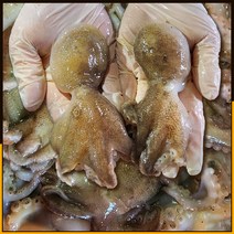 [산지직송] 당일조업 서해안 활 생물 쭈꾸미 급냉 알 1kg 새로푸드, 급냉 알쭈꾸미 1kg