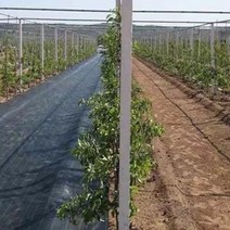 잡초매트 농업용 제초매트 부직포 잡초방지, 평방 가격 당 90g