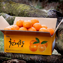 [흑토농원] 산지직송 제주 천혜향 가정용 벌크박스 3kg 4.5kg 9kg / 천혜향 레드향 한라봉, 천혜향 3kg, 꼬마소과 (18-23과)