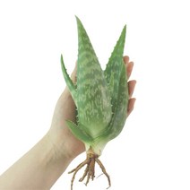 유기농 알로에 모종 3개 식물 키우기 껍질쨰먹는 사포나리알로에 공기정화 미세먼지